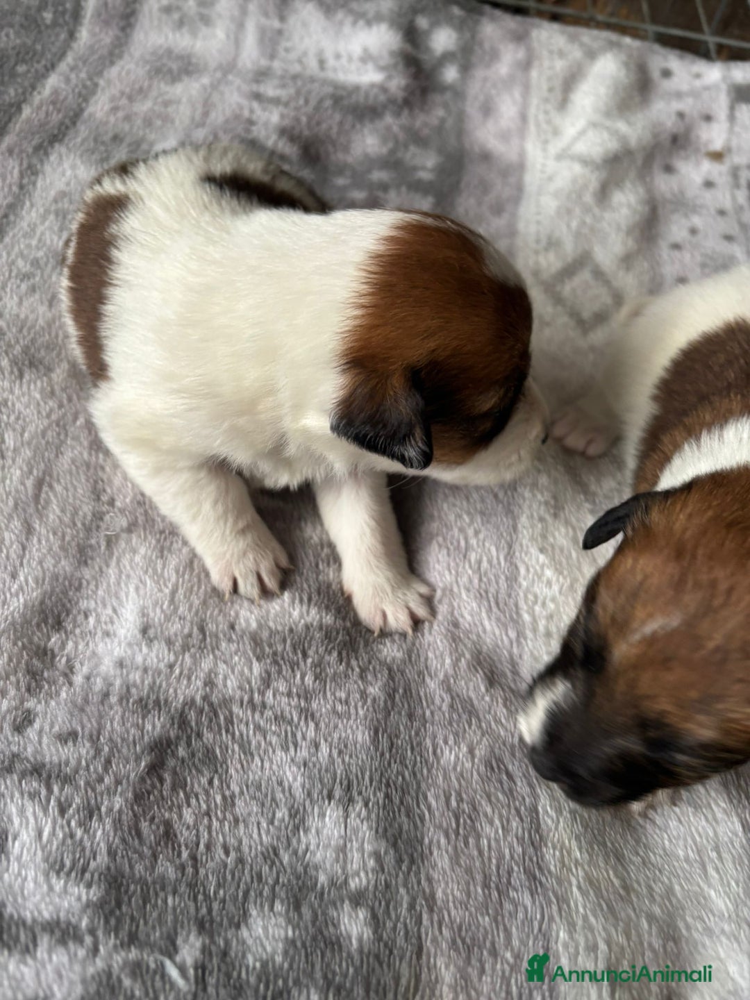 Jack Russell cani in vendita: Cuccioli jack russel  - Annuncio 3