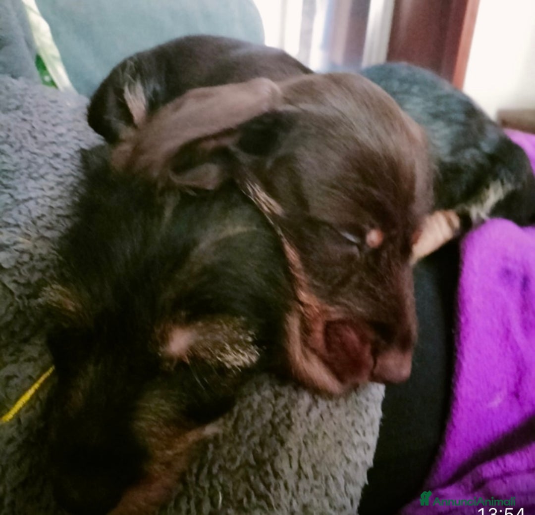 Bassotto cani in vendita: vendesi cuccioli di bassotto tedesco pelo duro - Annuncio 5