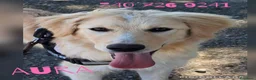 Meticcio cani in regalo: AURA 🩷 più forte di quanto immagini - Annuncio 1