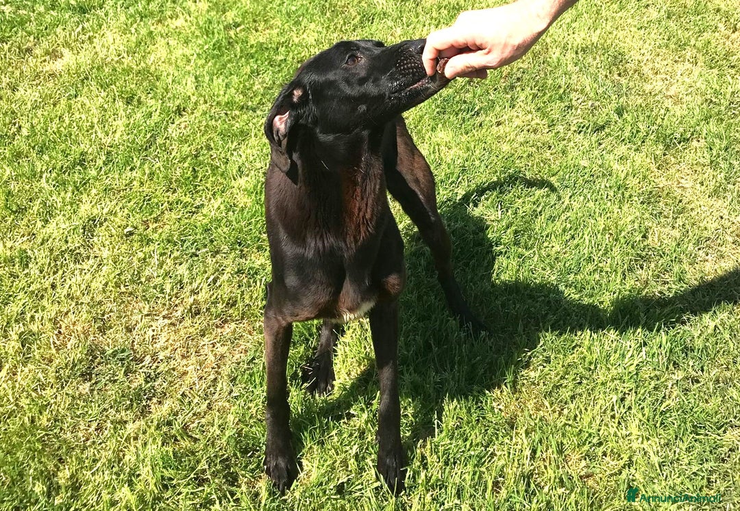 Meticcio cani in regalo: Cola giovanissima simil labrador a Provincia di Latina - Annuncio 4