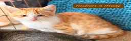 Altre razze gatti in regalo: Gattini cercano urgentemente casa  - Annuncio 7