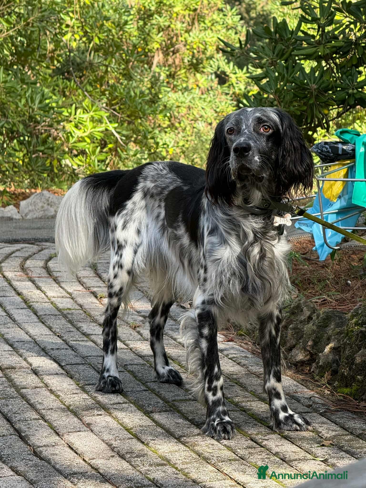 Setter Inglese cani GINO, simpaticissimo SETTER INGLESE! - Annuncio 1