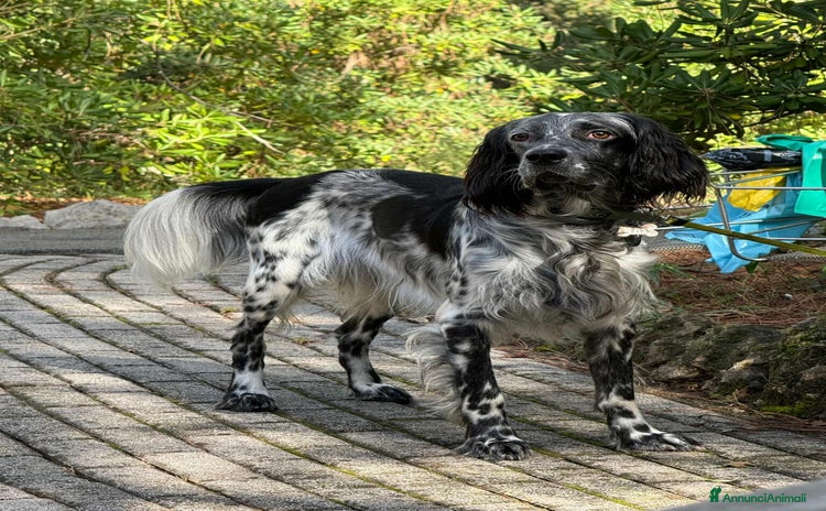 Setter Inglese cani GINO, simpaticissimo SETTER INGLESE! - Annuncio 1