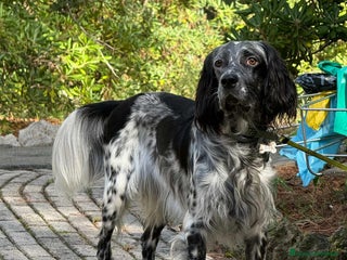 Setter Inglese cani GINO, simpaticissimo SETTER INGLESE! - Annuncio 2