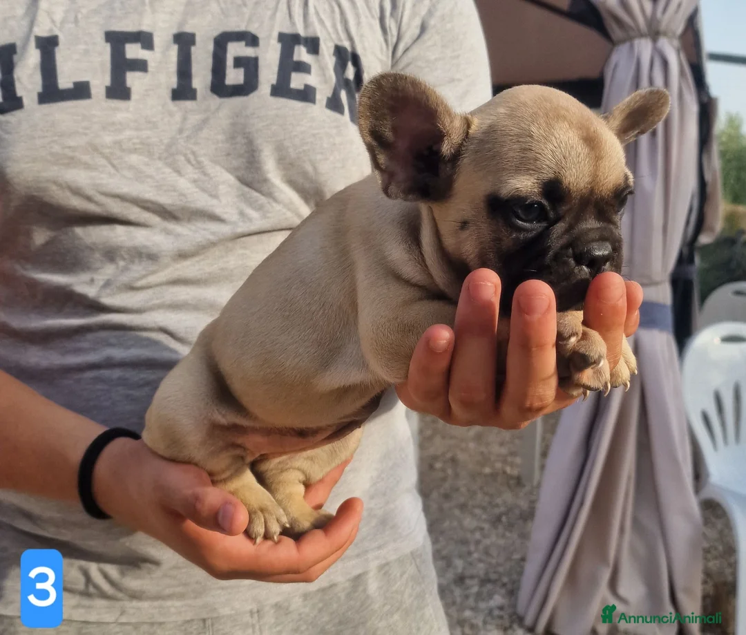 Bulldog Francese cani in vendita: Bulldog francese - Annuncio 2