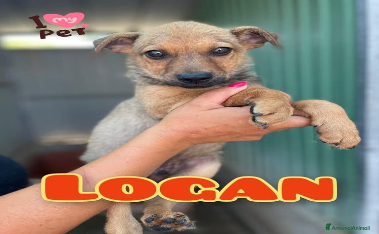 Meticcio cani a Provincia di Vicenza - Annuncio 14