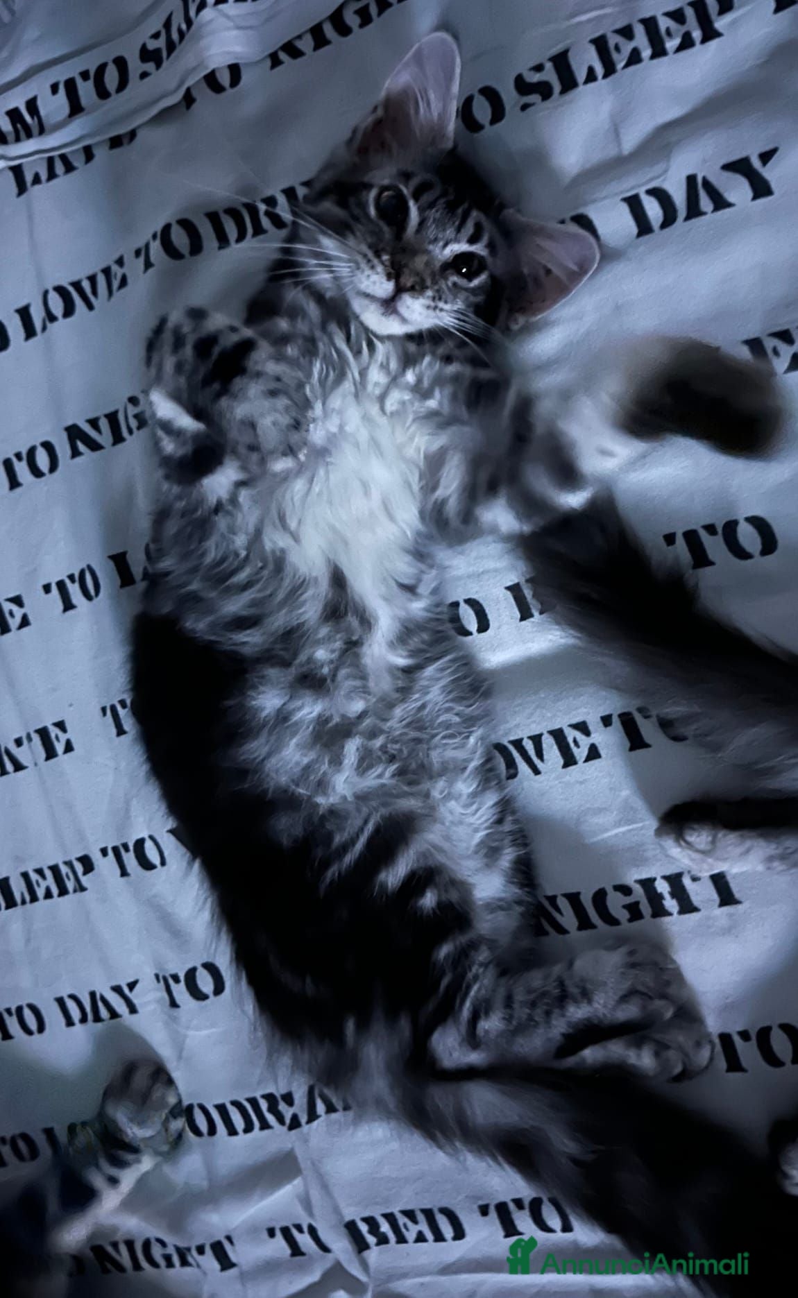 Maine Coon gatti Maine coon  - Annuncio 3