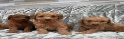 Golden Retriever cani in vendita: Goldendoodle miniature - Annuncio 17