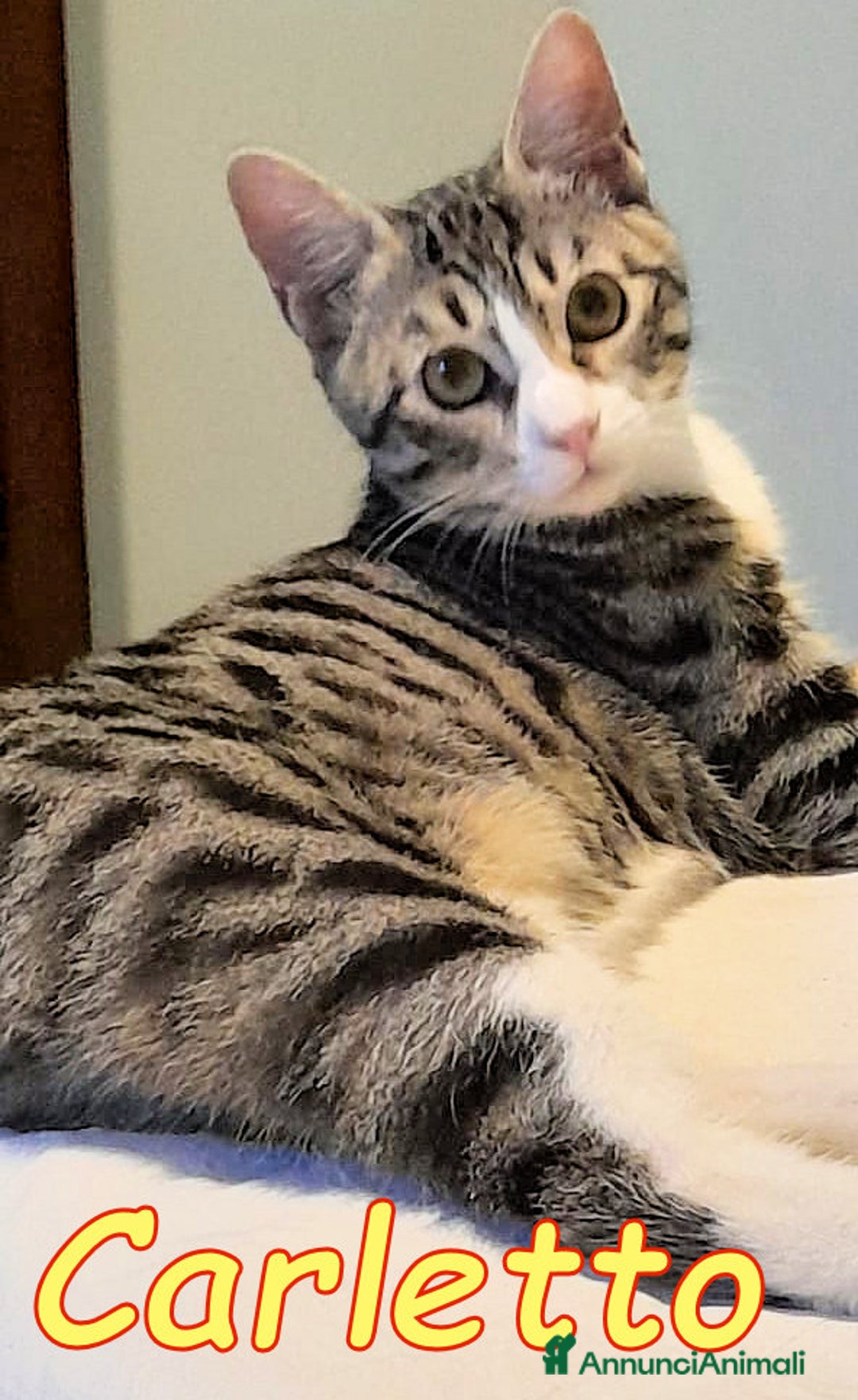 Europeo gatti in regalo: CARLETTO DOLCISSIMO GATTINO - Annuncio 2