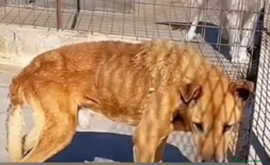 Meticcio cani ADOZ.DEL 💔: povero cane! MAI USCITO DAL CANILE!!! - Annuncio 11
