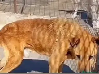 Meticcio cani ADOZ.DEL 💔: povero cane! MAI USCITO DAL CANILE!!! - Annuncio 15