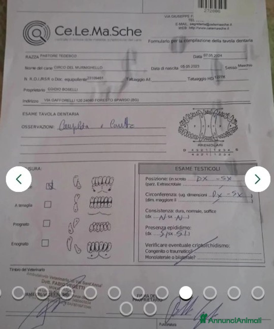 Pastore Tedesco cani in regalo:  proprietario regala splendidi cuccioli  - Annuncio 9