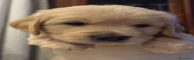 Golden Retriever 1