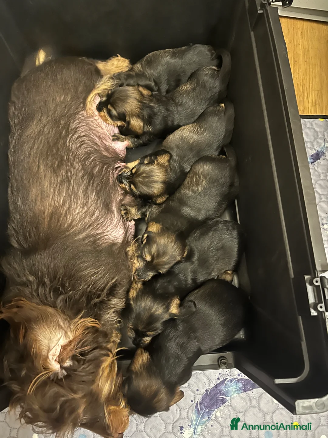 Bassotto cani in vendita: Bassotto tedesco pelo duro taglia nana - Annuncio 1