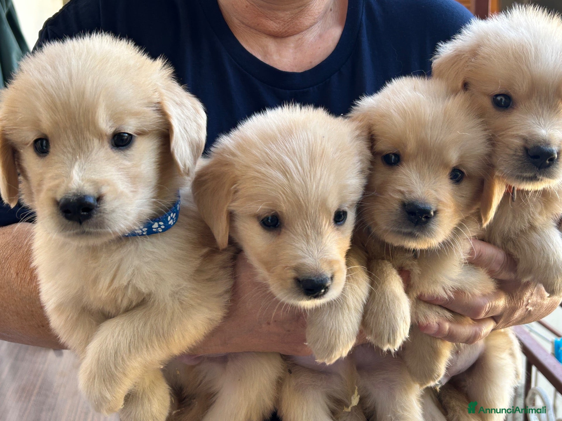 Golden Retriever cani Cuccioli golden retriver linea americana  - Annuncio 3