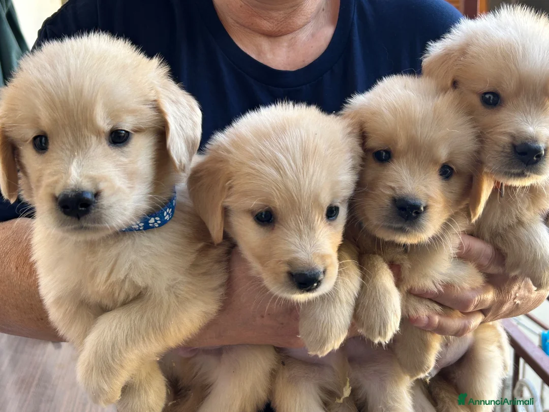 Golden Retriever cani in vendita: Cuccioli golden retriver linea americana  - Annuncio 1