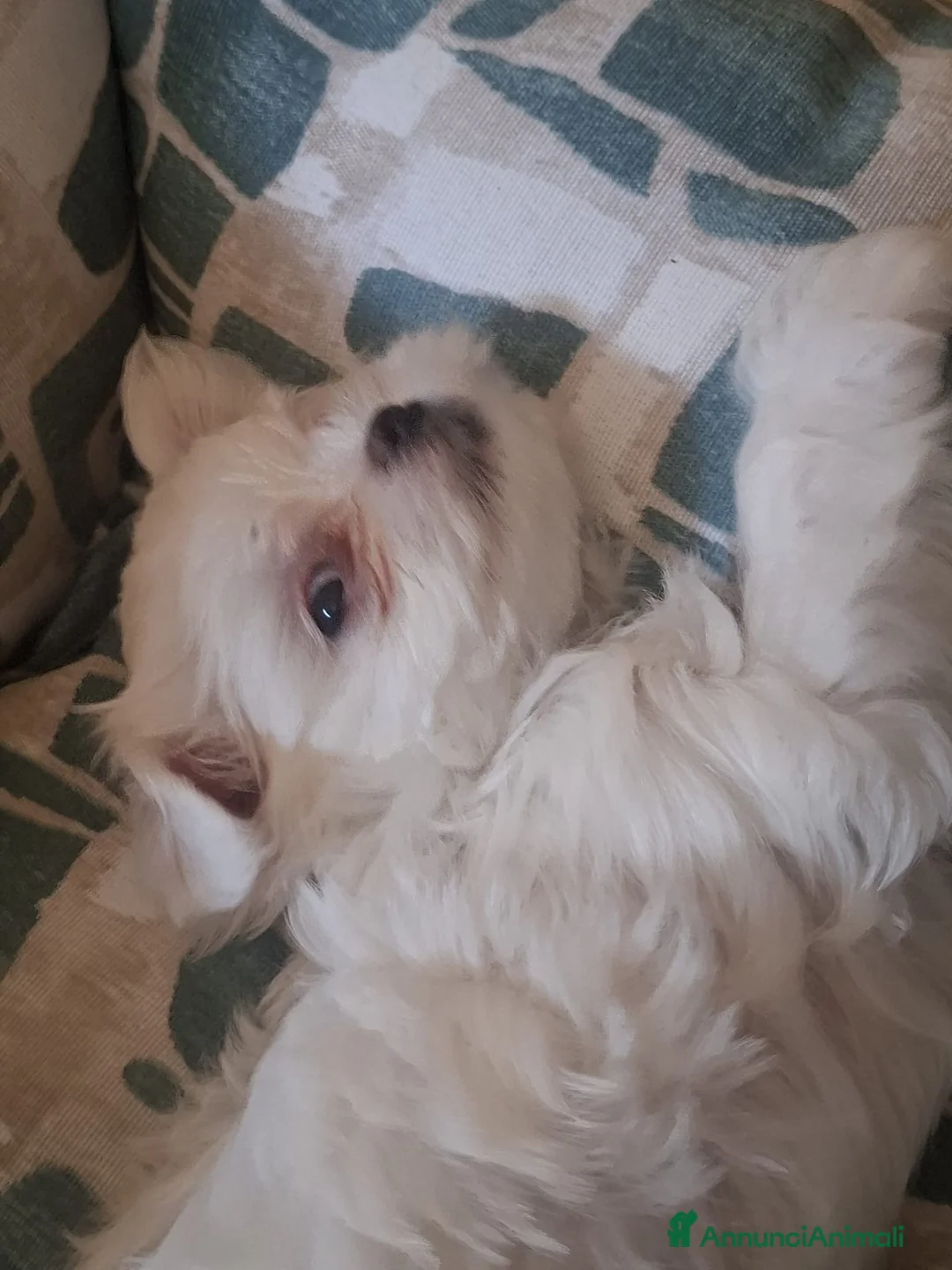 Maltese cani in vendita: Cuccioli di Maltese - Annuncio 13
