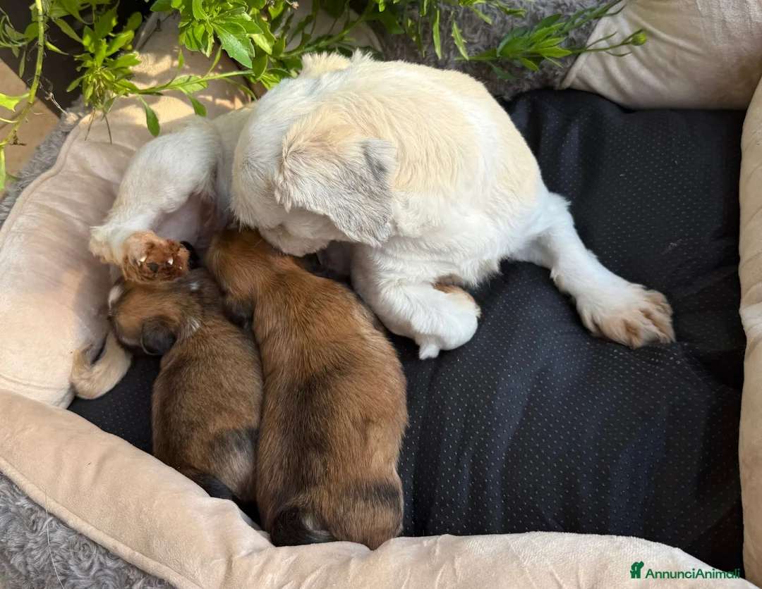 Maltipoo cani in vendita: Tre Quarti di Luna Barboncino Maltipoo Lhasa Apso - Annuncio 4
