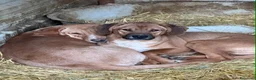 Meticcio cani in regalo: TOM & TINO, buffissimi cuccioli orecchie lunghe! - Annuncio 7