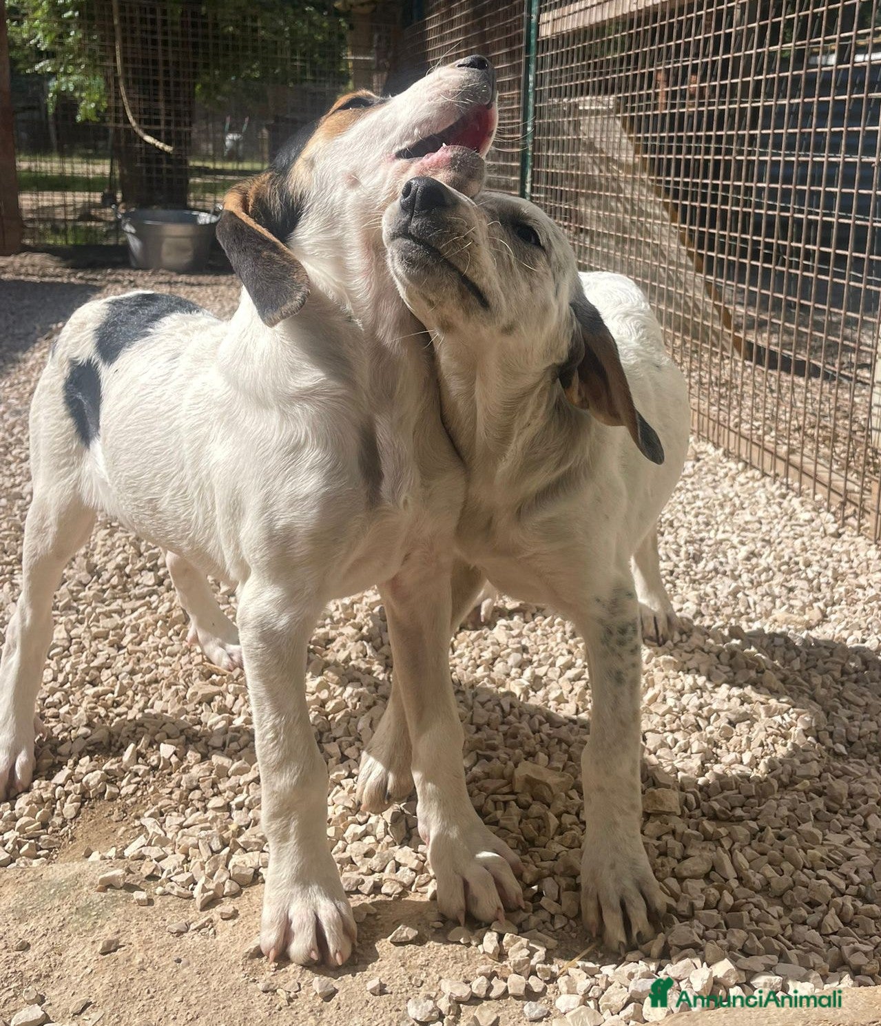 Segugio cani SOS TENERA CUCCIOLA - Annuncio 1