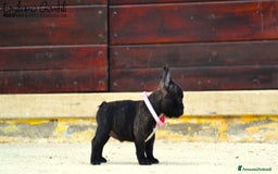 Bulldog Francese cani in vendita: Femmina bringee bouledogue francese  - Immagine 2