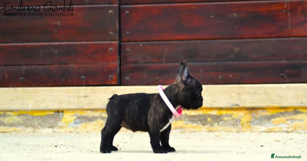 Bulldog Francese cani in vendita: Femmina bringee bouledogue francese  - Immagine 2
