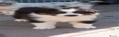 Australian Shepherd 4