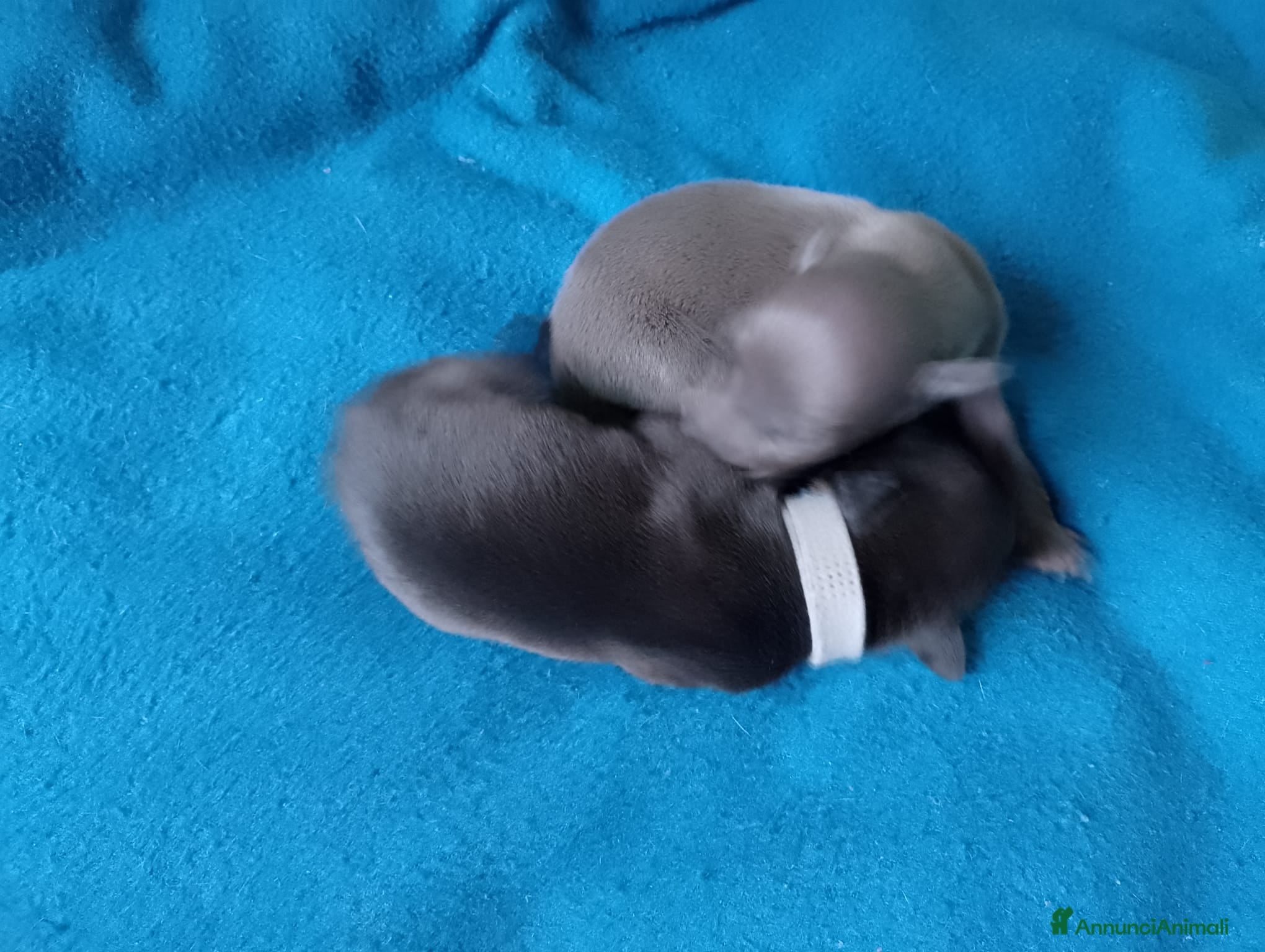 Levriero cani Cuccioli di Piccolo Levriero Italiano - Annuncio 2