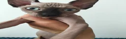 Sphynx gatti in vendita: Gatti Sphynx  - Annuncio 4