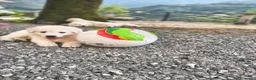 Pastore Svizzero cani in vendita: Vendita Pastore Svizzero Bianco - Annuncio 9