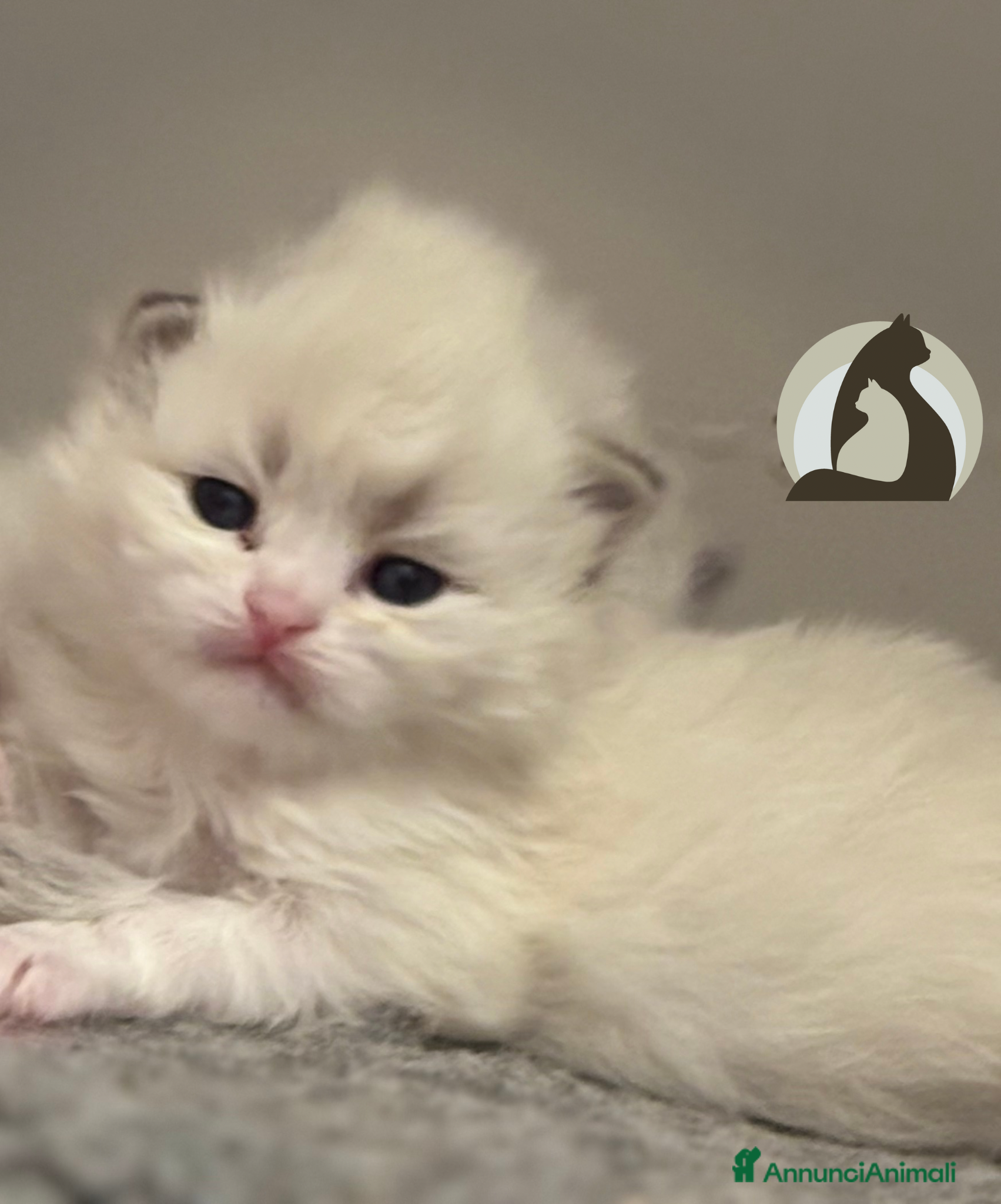 Siberiano gatti Siberiani neva masquerade  - Annuncio 11