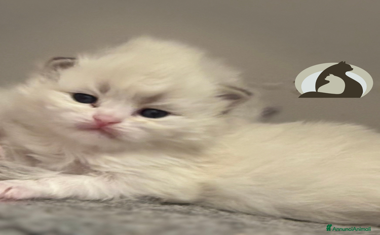 Siberiano gatti Siberiani neva masquerade  - Annuncio 3