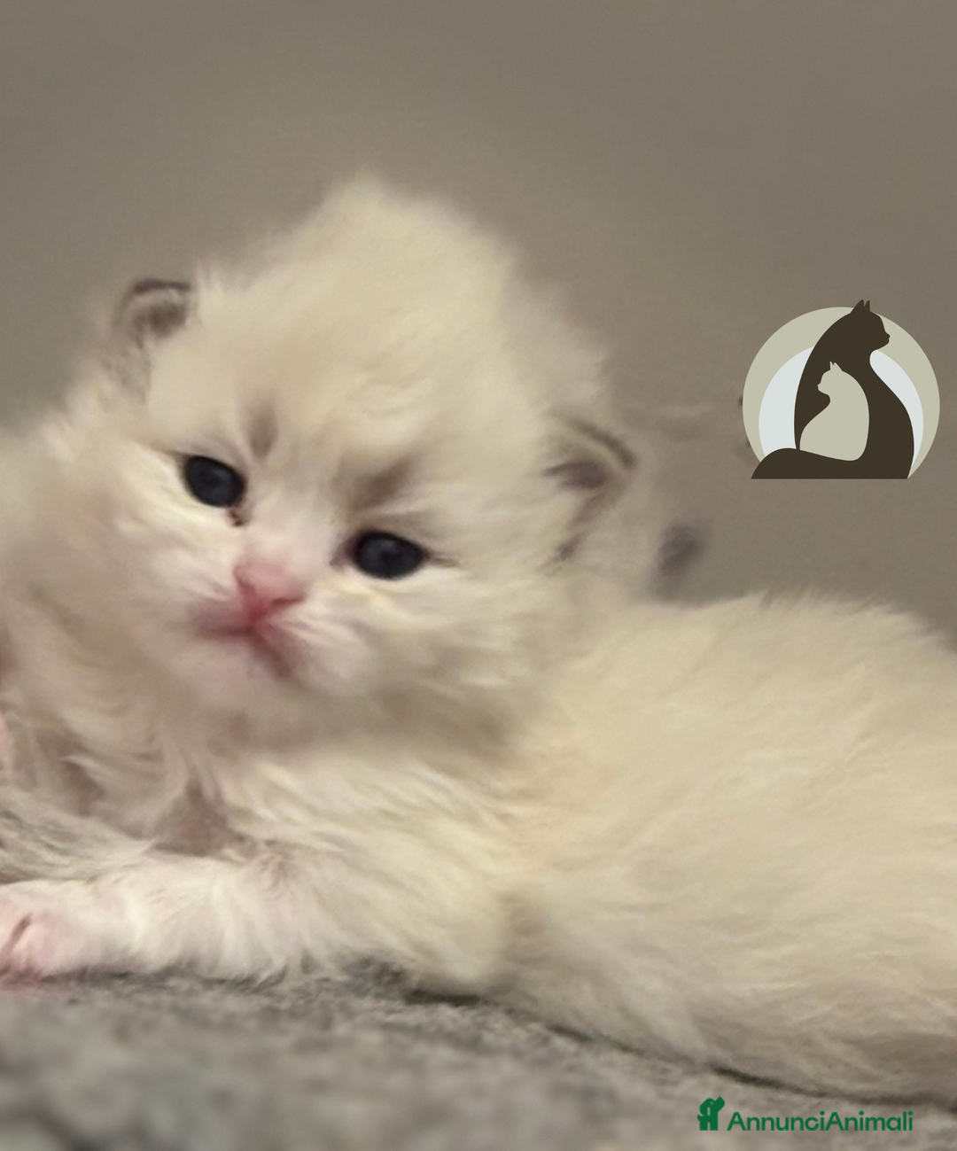 Siberiano gatti in vendita: Siberiani neva masquerade  - Annuncio 1
