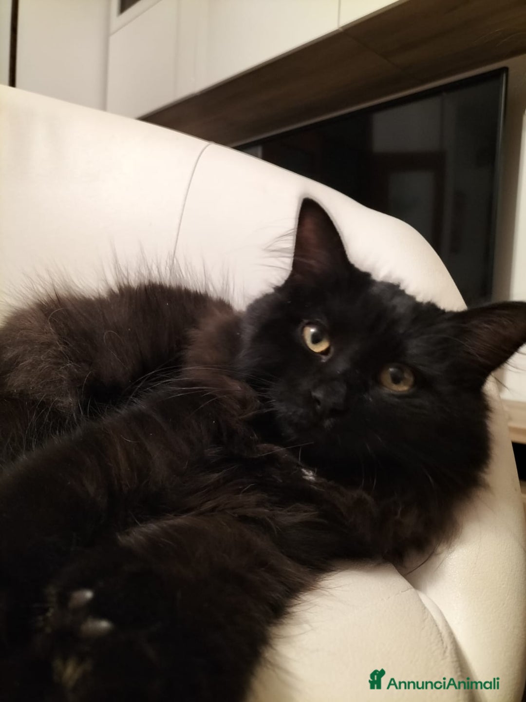 Siberiano gatti in vendita: Cuccioli gatto siberiano ipoallergenici  - Annuncio 13