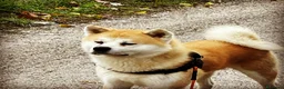 Akita Inu cani in vendita: Akita Inu - Cuccioli - Annuncio 4