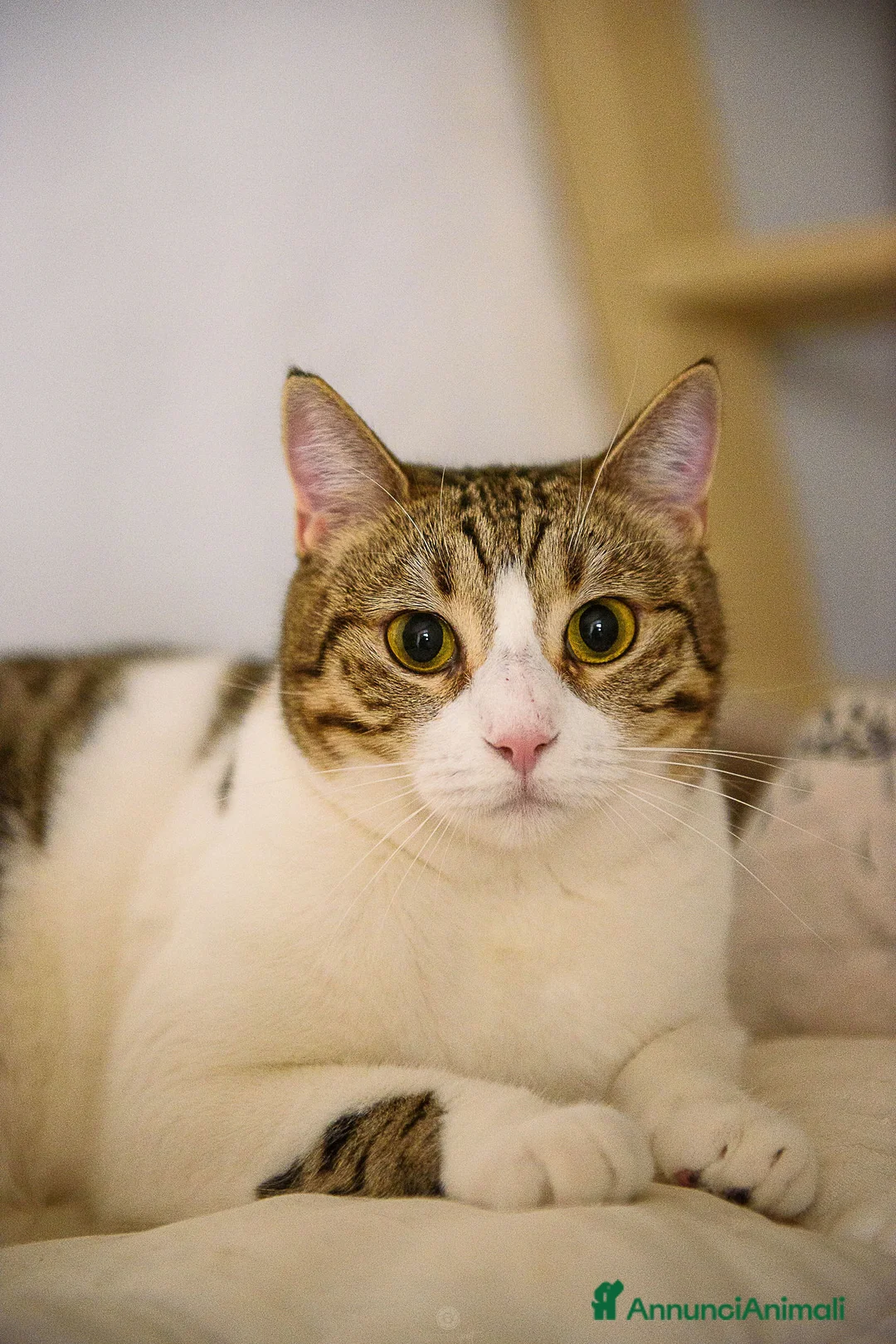 Europeo gatti in regalo: Luz e Blanca, una mamma e la sua piccola ombra - Annuncio 9