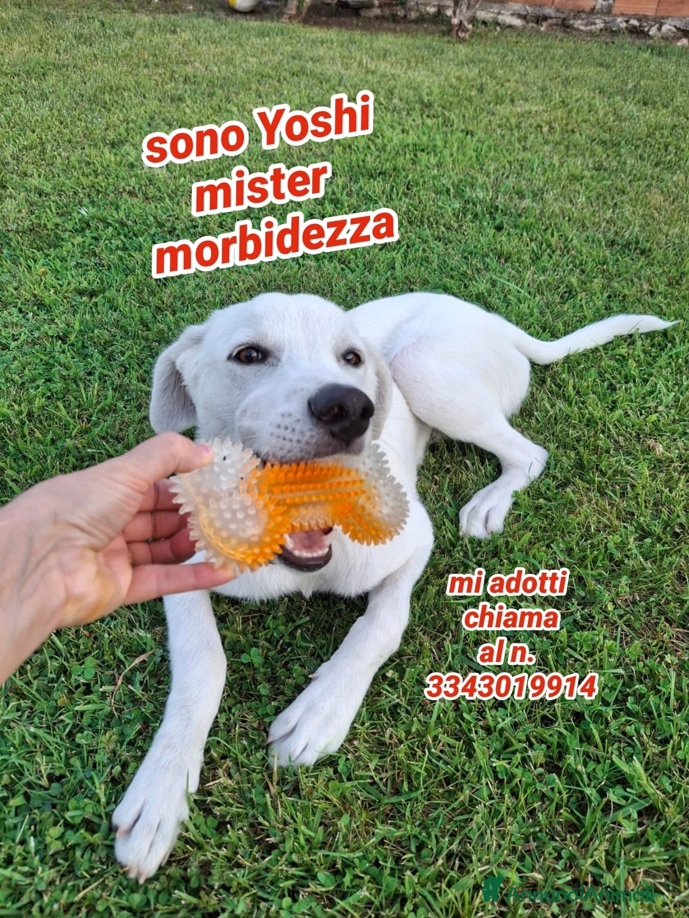 Meticcio cani YOSHI 💙 quel sorriso merita una famiglia 😍😍 - Annuncio 2
