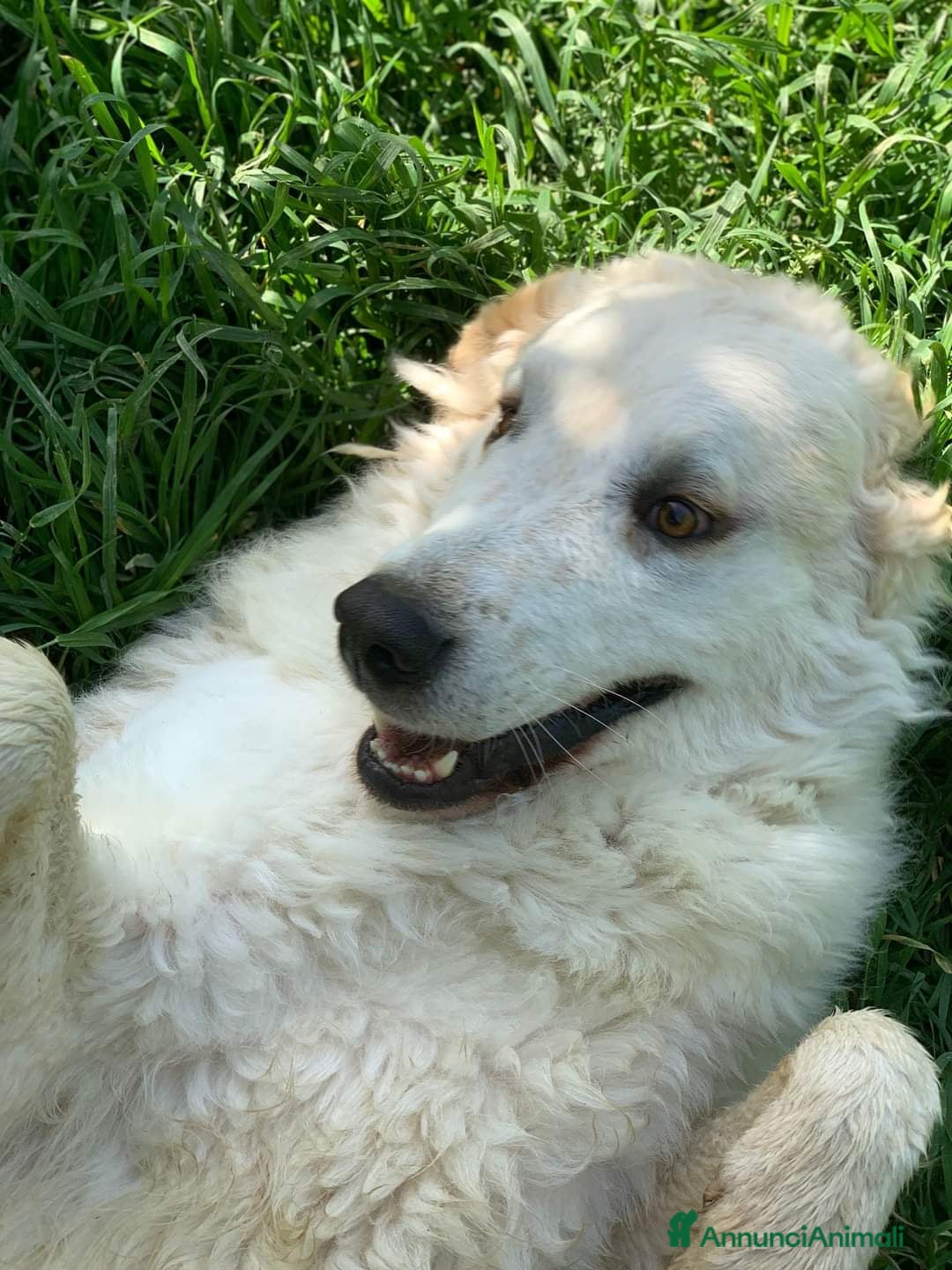 Pastore Maremmano cani in regalo: NICKY il gigante più buono!! - Annuncio 8