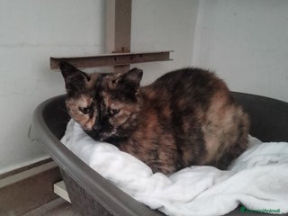 Altre razze gatti Mamy, dolcissima, buonissima, cerca adozione - Annuncio 1