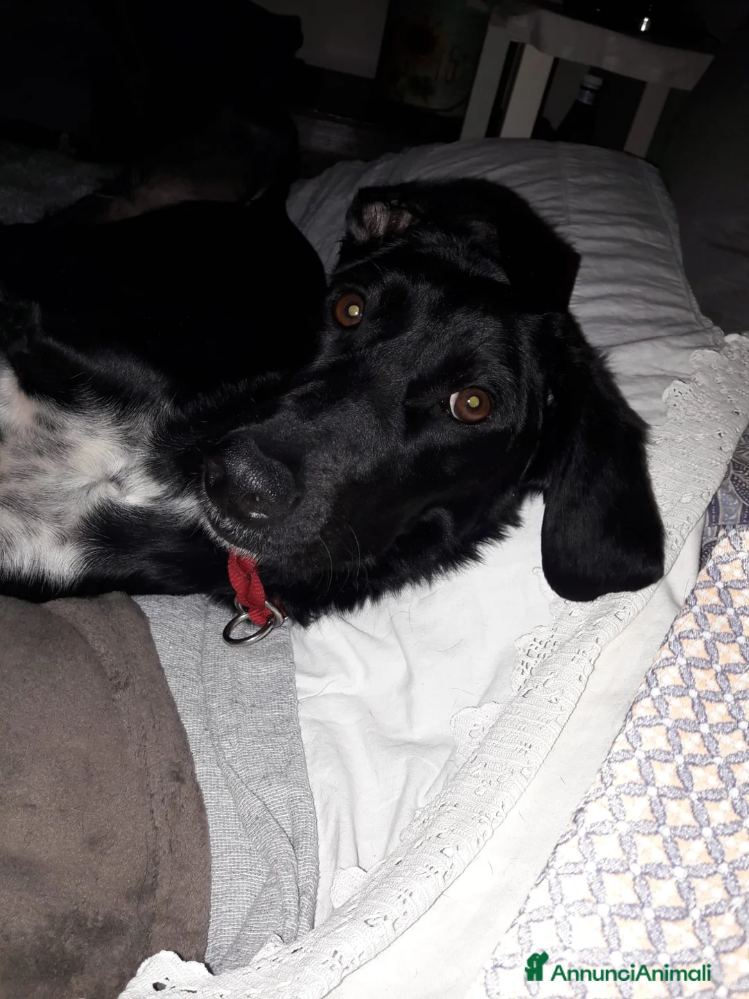 Meticcio cani in regalo: Ombra 8 anni cerca casa - Annuncio 3