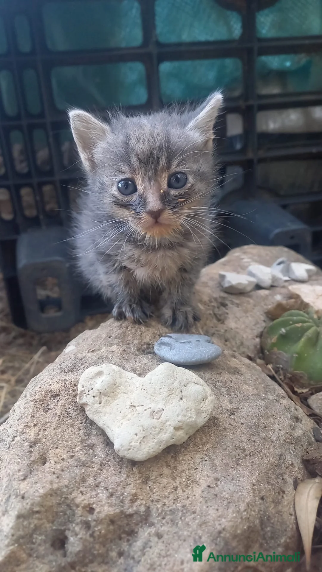 Europeo gatti in regalo: Astra minuscola micina tigrata grigia - Annuncio 1