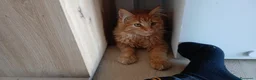 Maine Coon gatti in vendita: Vendo meine coon  a Provincia autonoma di Bolzano - Alto Adige - Annuncio 3