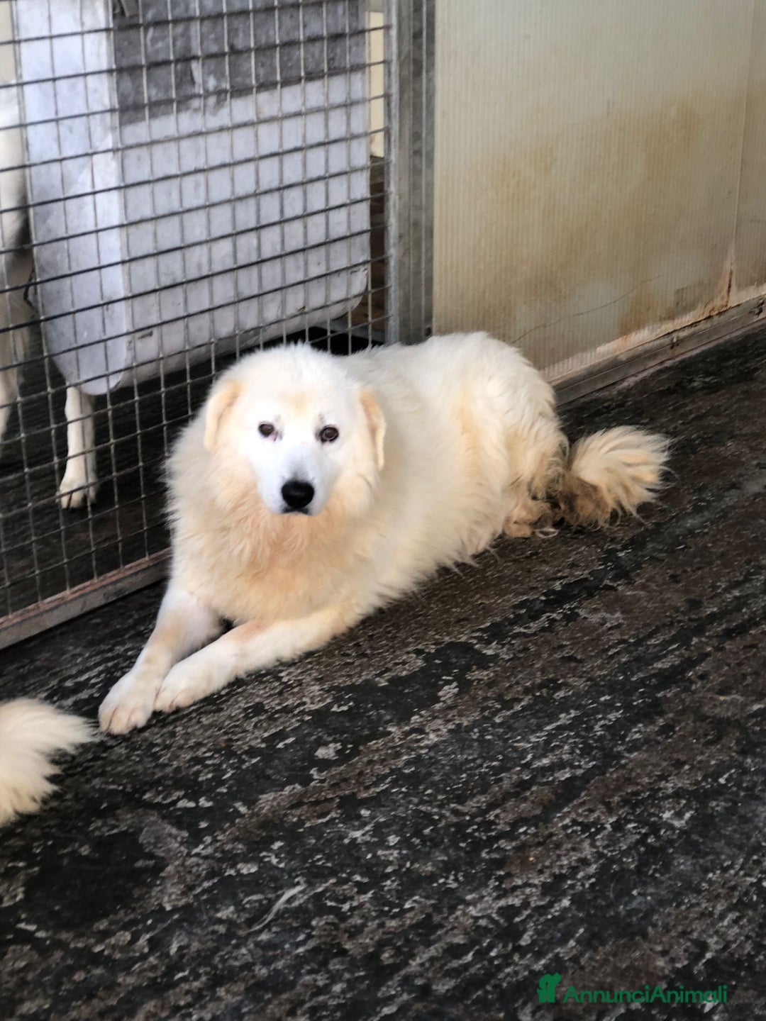 Pastore Maremmano cani in regalo: Meravigliosi maremmani in canile! a Provincia di Viterbo - Annuncio 7