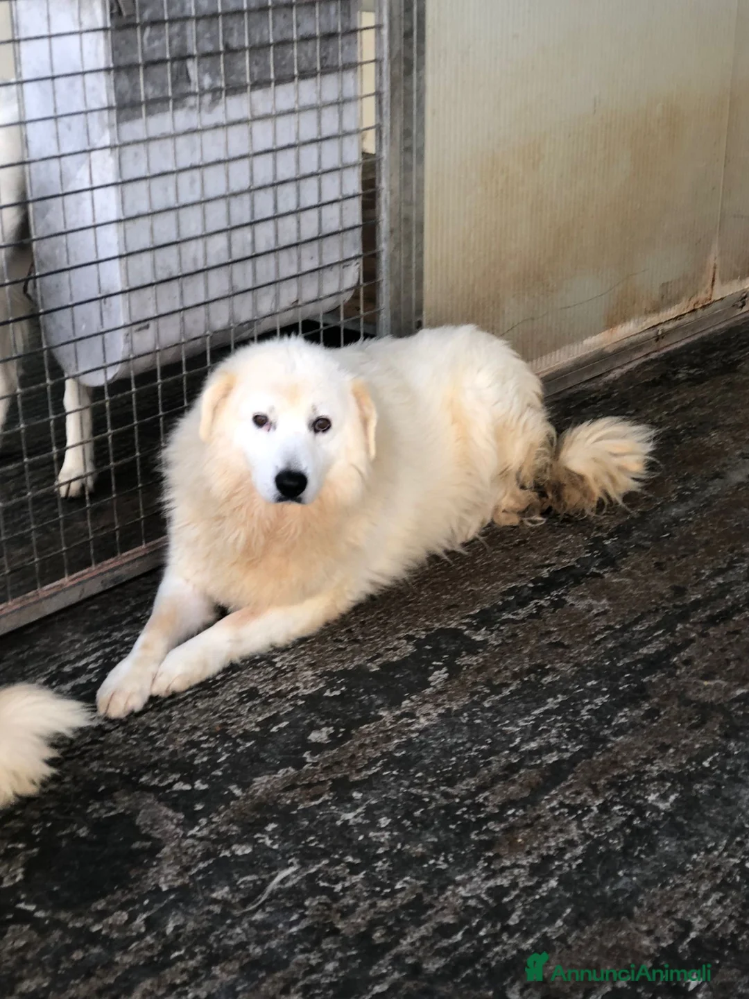 Pastore Maremmano cani in regalo: Meravigliosi maremmani in canile! a Provincia di Viterbo - Annuncio 7