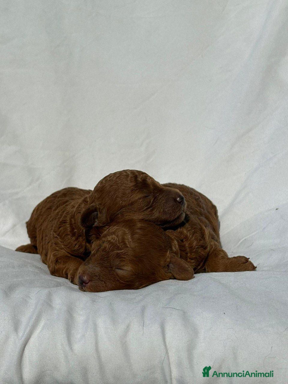 Barboncino Toy cani Barboncino Toy Red  - Annuncio 28