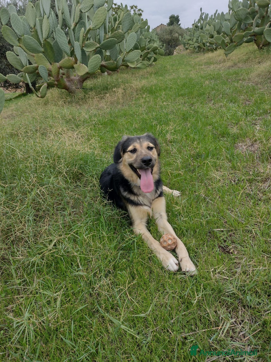 Meticcio cani in regalo: Splendido Simil Pastore (Catania) - Annuncio 14