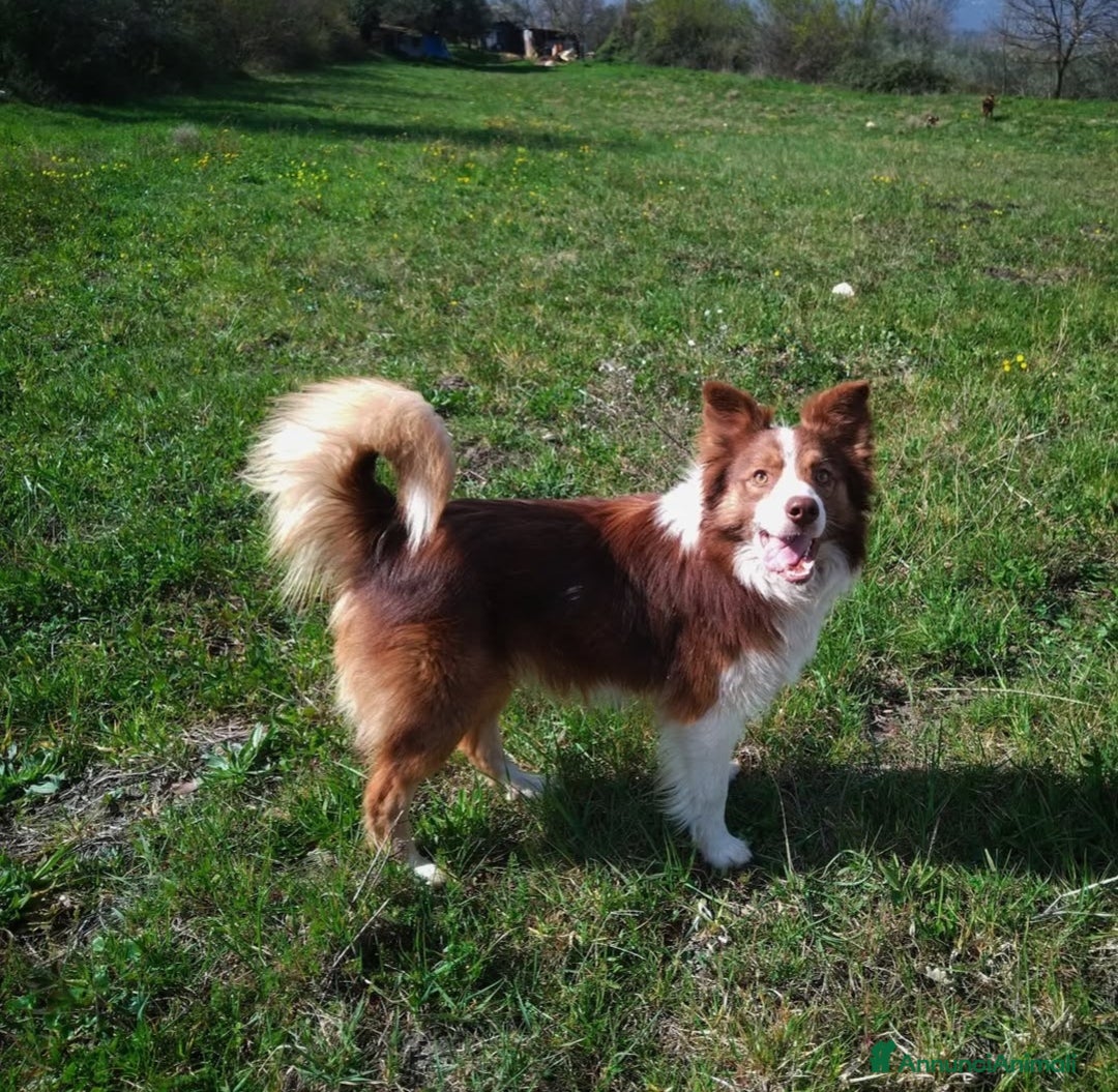 Border Collie cani in vendita: Border Collie  - Annuncio 13