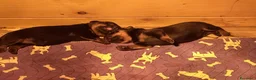 Rottweiler cani in vendita: Cuccioli rotweiler in vendita  - Annuncio 5