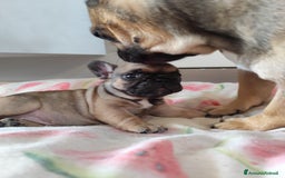 Bulldog Francese cani in vendita: Cuccioli bulldog francese a Provincia di Ancona - Immagine 2
