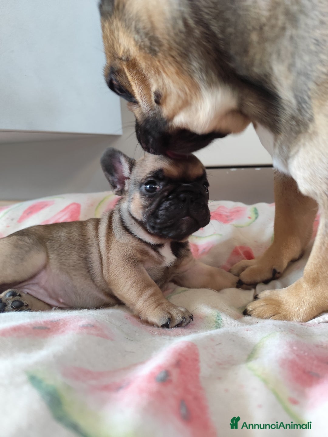 Bulldog Francese cani in vendita: Cuccioli bulldog francese a Provincia di Ancona - Immagine 2